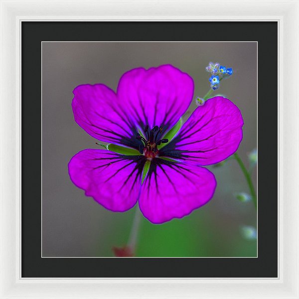 Delicate Beauty - Framed Print