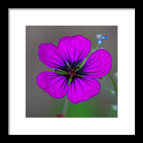 Delicate Beauty - Framed Print