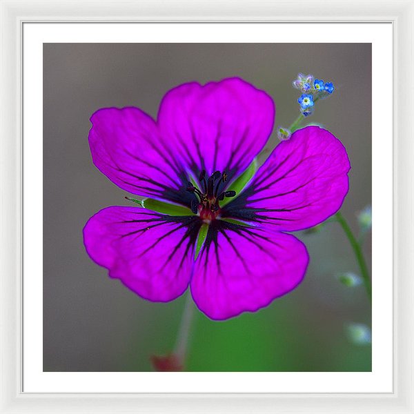 Delicate Beauty - Framed Print