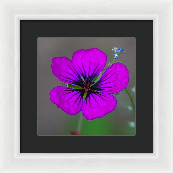 Delicate Beauty - Framed Print