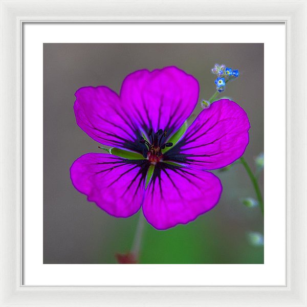 Delicate Beauty - Framed Print