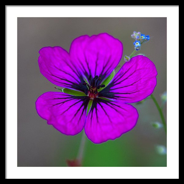 Delicate Beauty - Framed Print