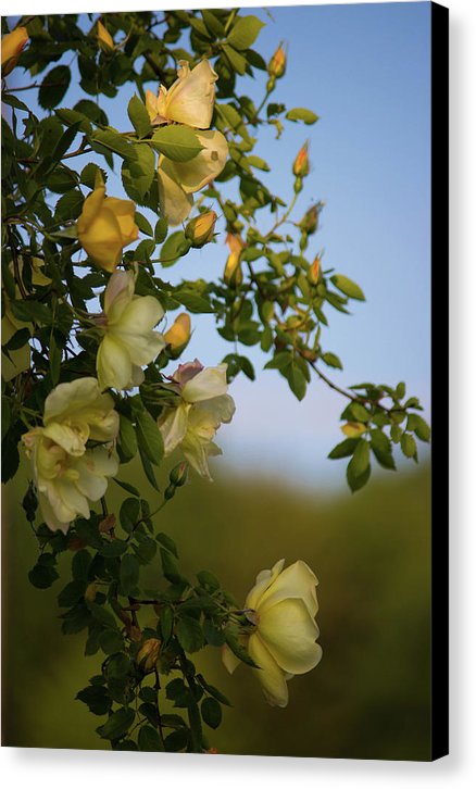 Delicate Roses - Canvas Print