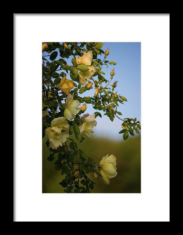 Delicate Roses - Framed Print