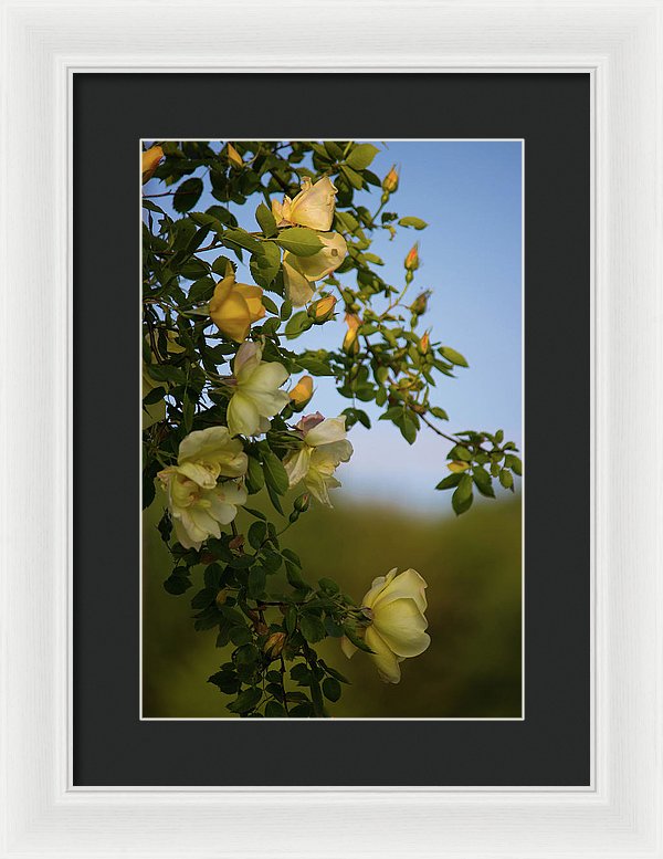Delicate Roses - Framed Print