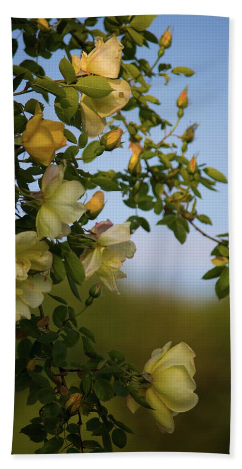 Delicate Roses - Bath Towel