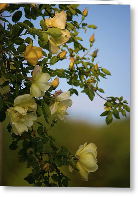Delicate Roses - Greeting Card