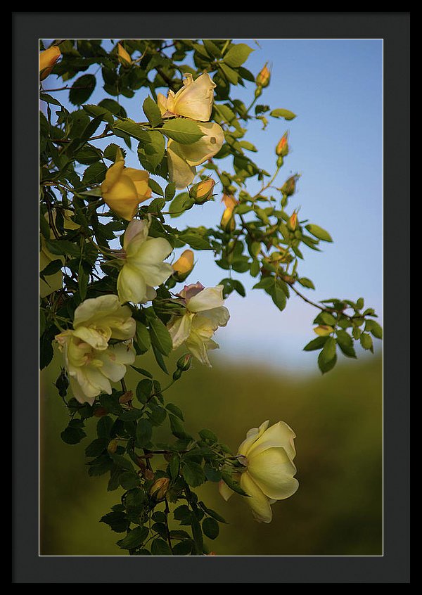 Delicate Roses - Framed Print