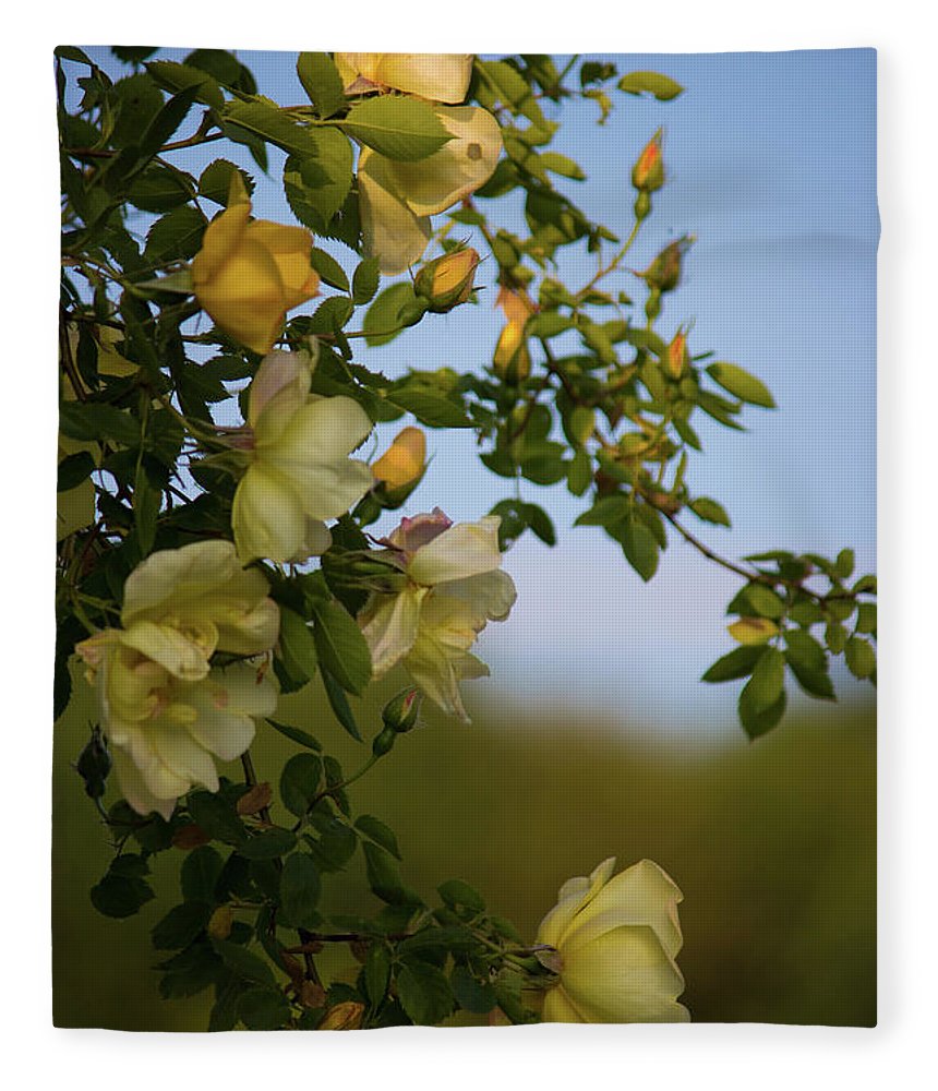 Delicate Roses - Blanket