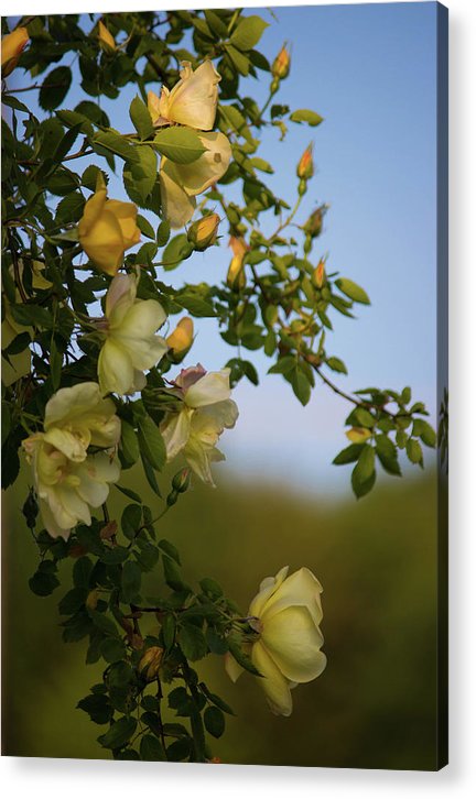 Delicate Roses - Acrylic Print