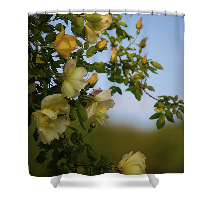 Delicate Roses - Shower Curtain