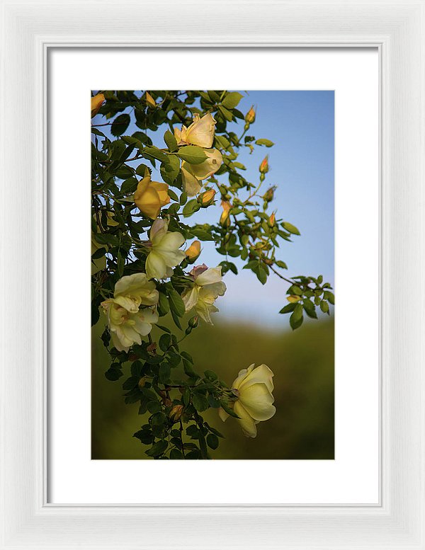 Delicate Roses - Framed Print