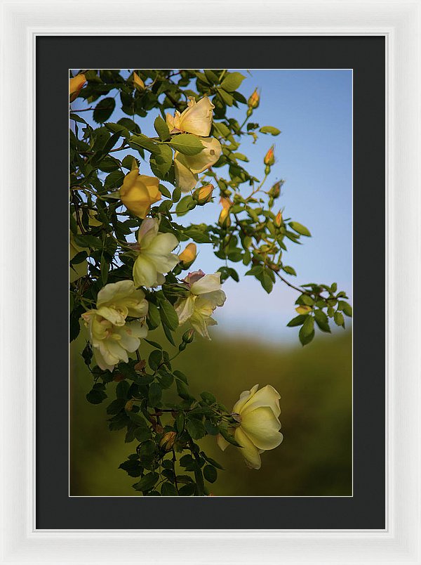 Delicate Roses - Framed Print