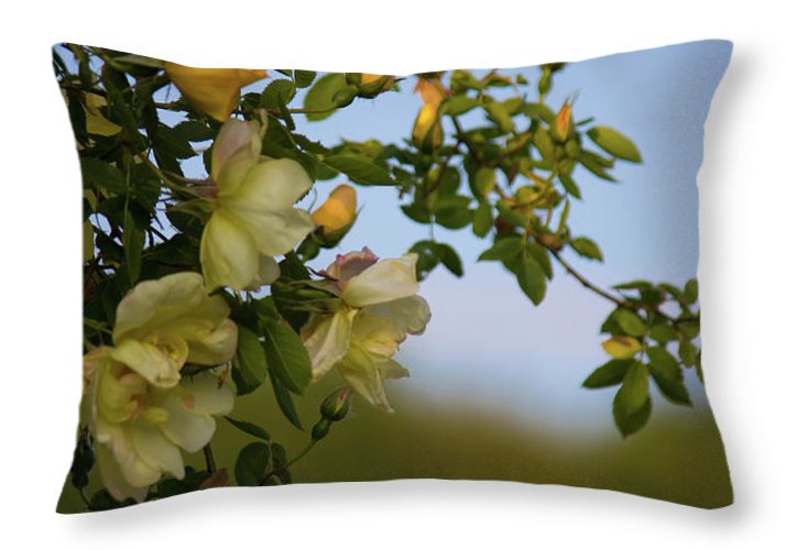 Delicate Roses - Throw Pillow