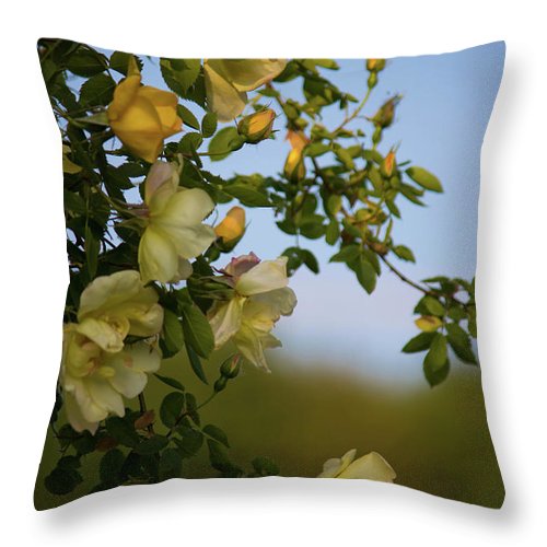 Delicate Roses - Throw Pillow