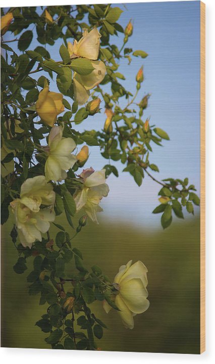 Delicate Roses - Wood Print