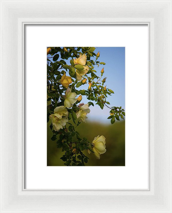 Delicate Roses - Framed Print