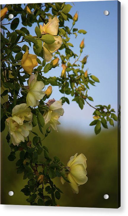 Delicate Roses - Acrylic Print