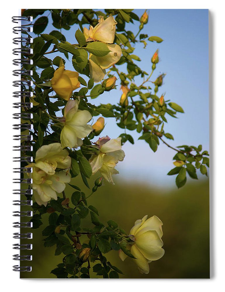 Delicate Roses - Spiral Notebook