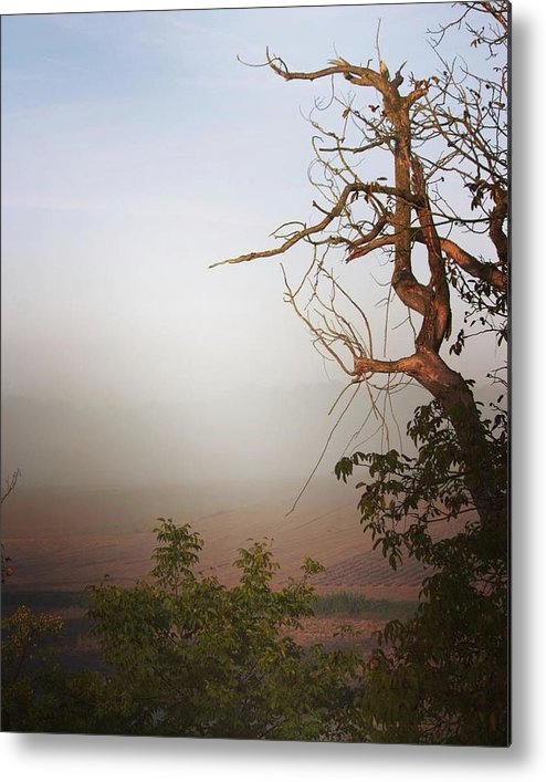 Foggy Morning - Metal Print