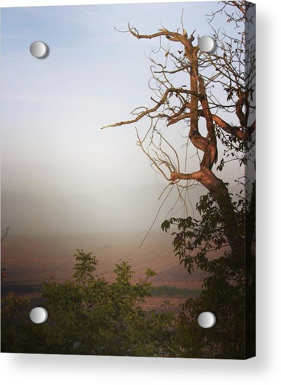 Foggy Morning - Acrylic Print