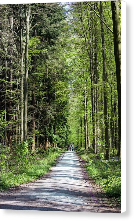 Forest Path - Canvas Print