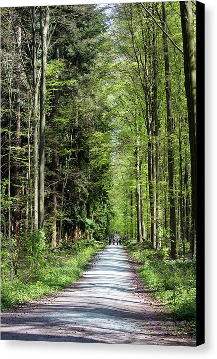 Forest Path - Canvas Print