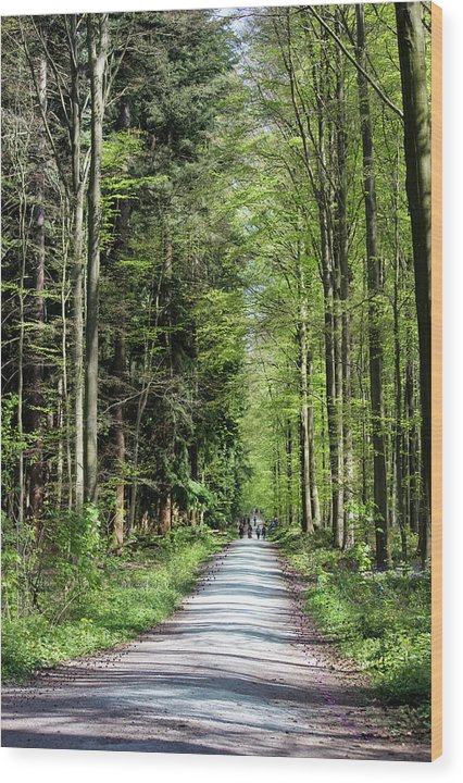 Forest Path - Wood Print