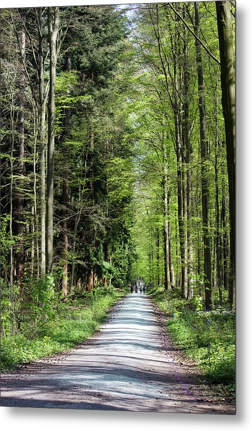 Forest Path - Metal Print