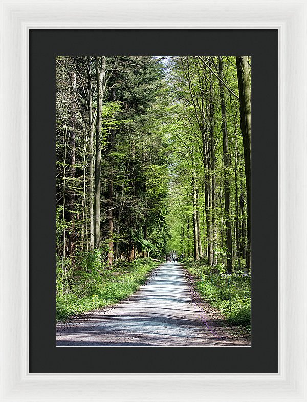 Forest Path - Framed Print