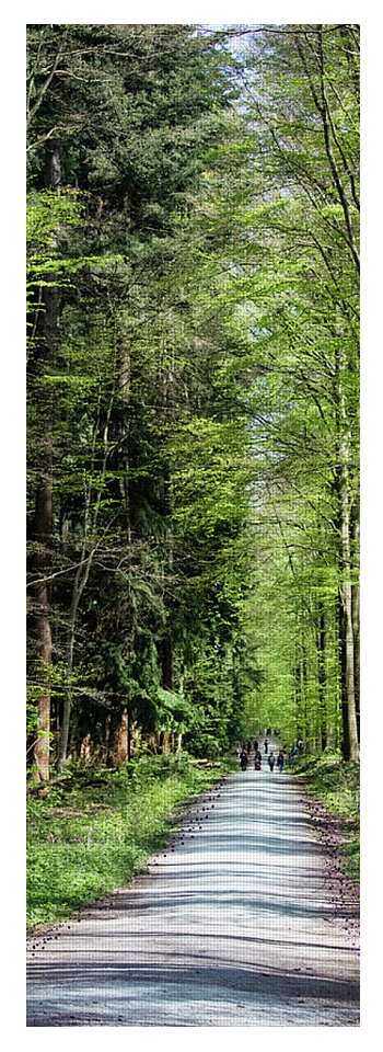 Forest Path - Yoga Mat
