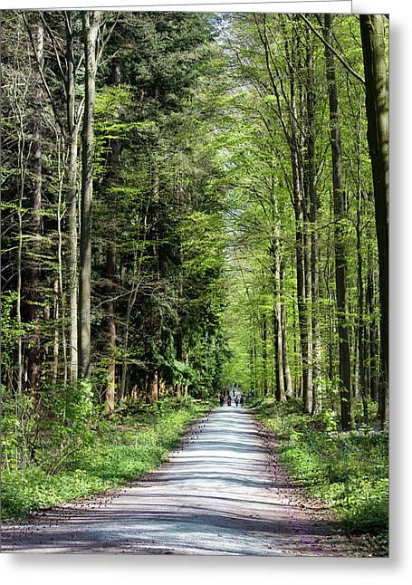 Forest Path - Greeting Card