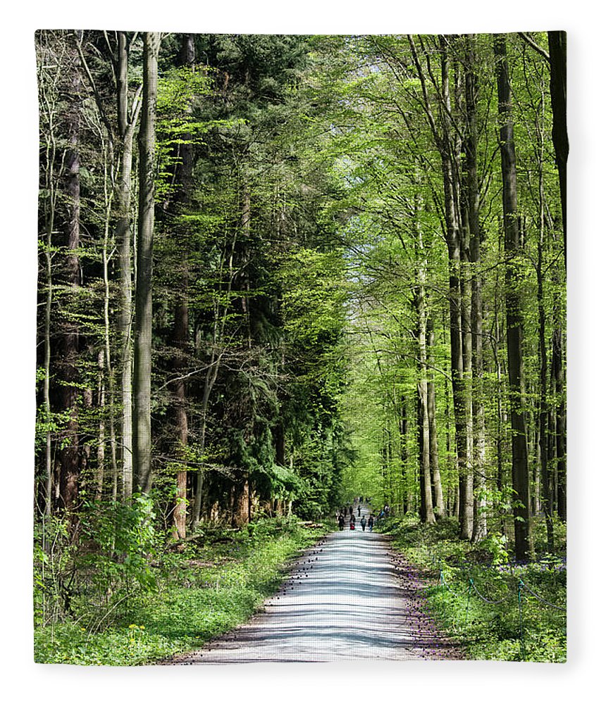 Forest Path - Blanket