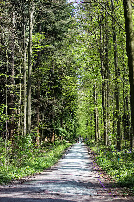 Forest Path - Art Print