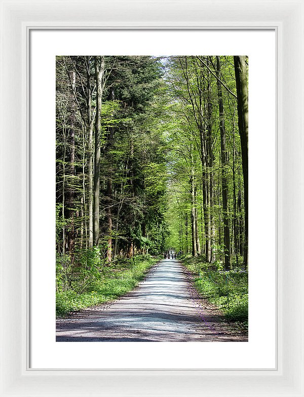 Forest Path - Framed Print