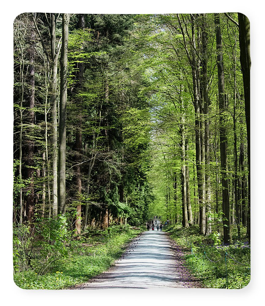 Forest Path - Blanket