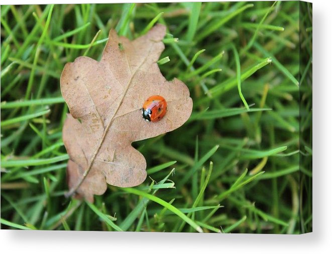 Ladybird, Ladybug - Canvas Print