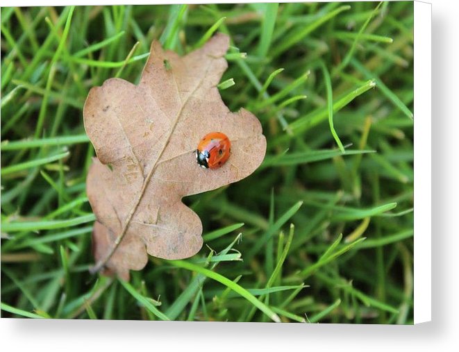 Ladybird, Ladybug - Canvas Print