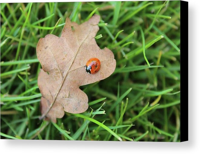 Ladybird, Ladybug - Canvas Print