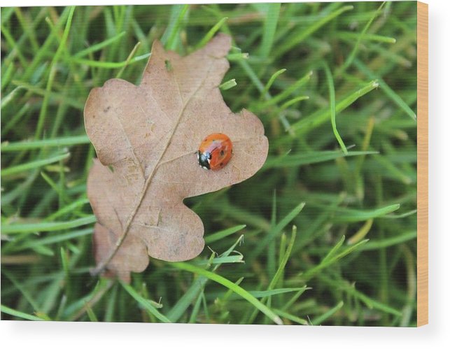 Ladybird, Ladybug - Wood Print