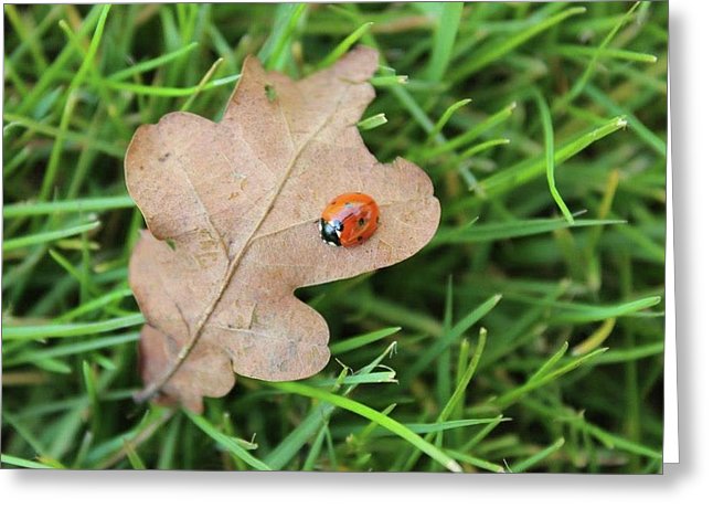 Ladybird, Ladybug - Greeting Card
