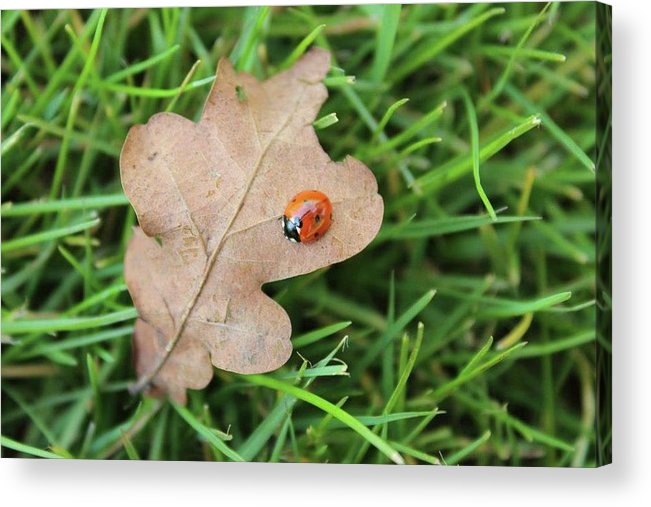 Ladybird, Ladybug - Acrylic Print