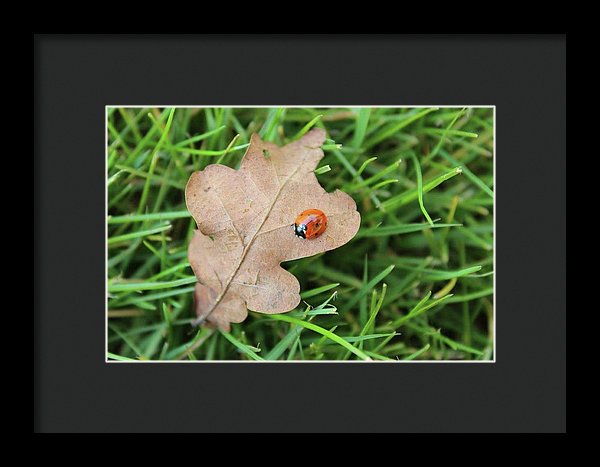 Ladybird, Ladybug - Framed Print