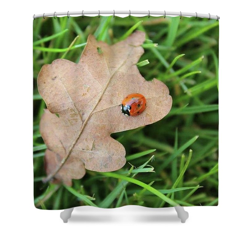 Ladybird, Ladybug - Shower Curtain