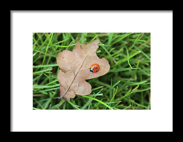 Ladybird, Ladybug - Framed Print