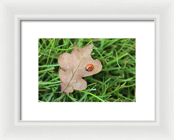 Ladybird, Ladybug - Framed Print