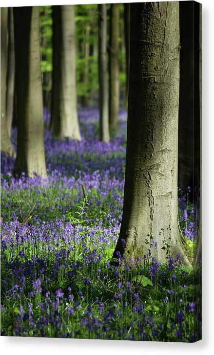 Light And Shadows - Canvas Print