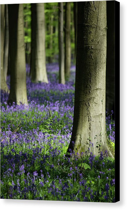 Light And Shadows - Canvas Print