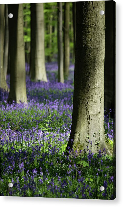 Light And Shadows - Acrylic Print