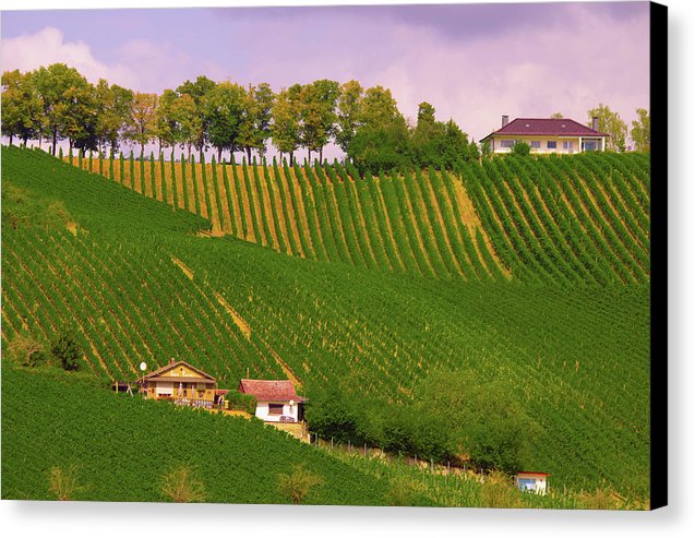 Luxembourg Vineyards Landscape  - Canvas Print